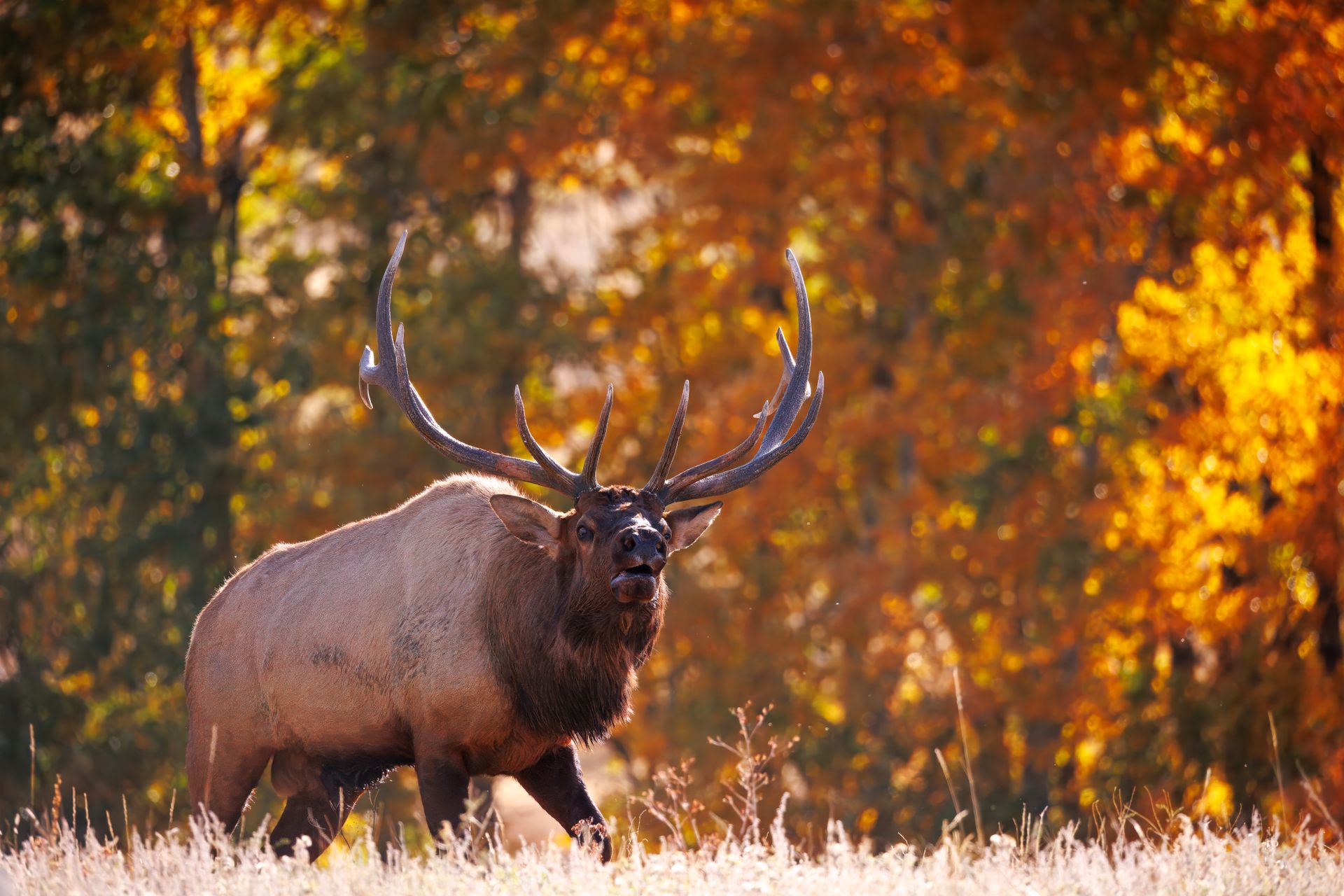 A bull elk bugling in golden autumn aspens during the Rocky Mountain elk rut